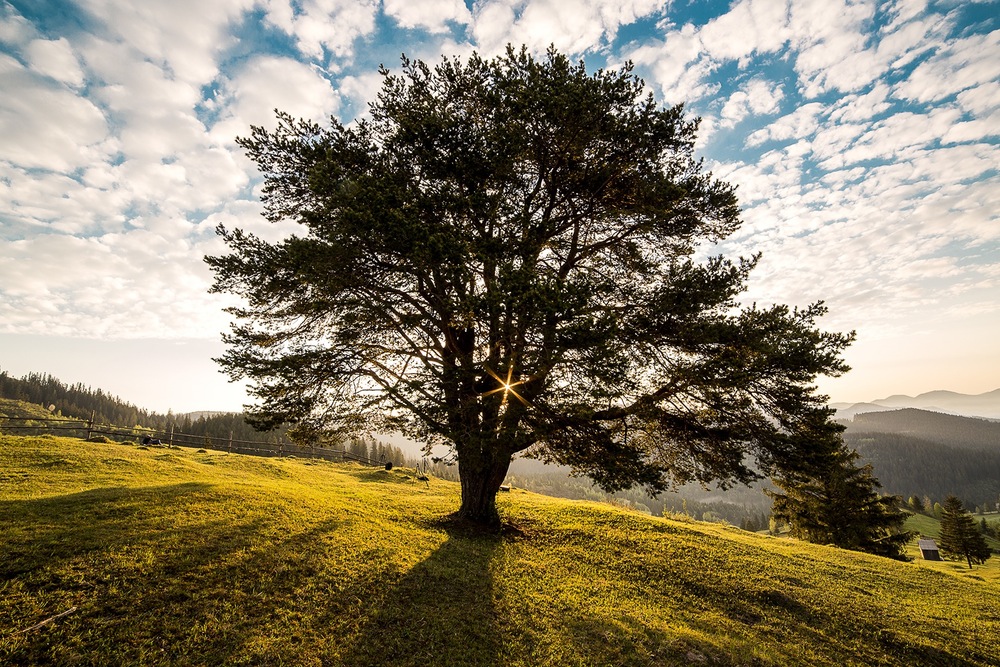 tree-dawn-nature-bucovina-56875